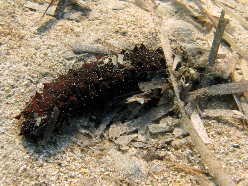 Confronti: Holothuria forskali, Holothuria poli, H. tubulosa